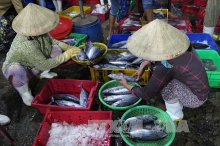 Sản lượng đánh bắt hải sản của Ninh Thuận và Bình Thuận đạt gần 270.000 tấn